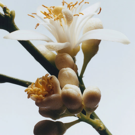 Orange Blossom Scented Candle