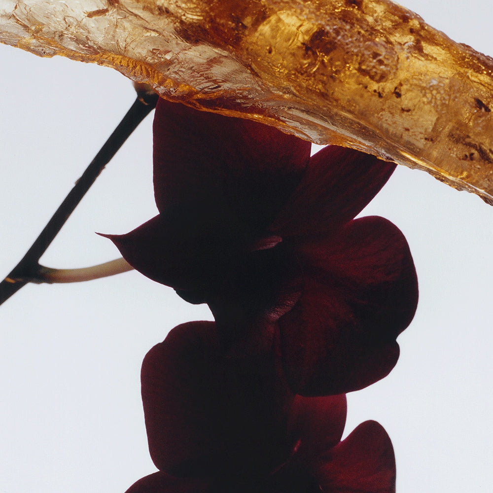 Dark Amber & Ginger Lily Scented Candle