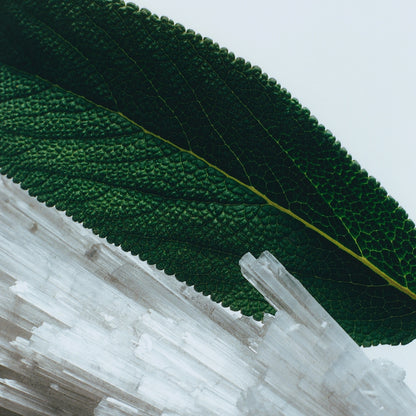 Wood Sage & Sea Salt Body Creme