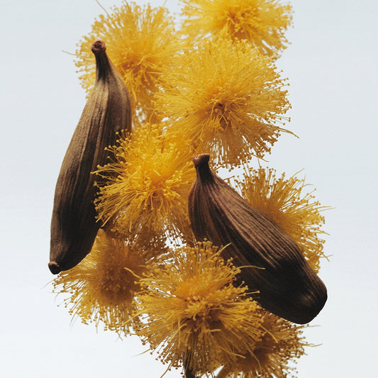 Mimosa & Cardamom Body Creme