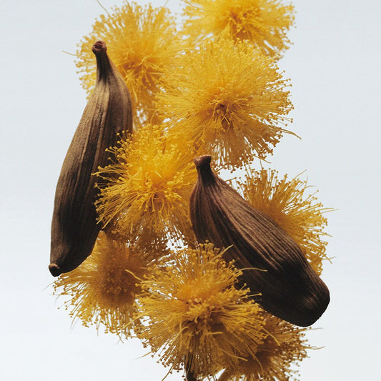 Mimosa & Cardamom Scented Candle