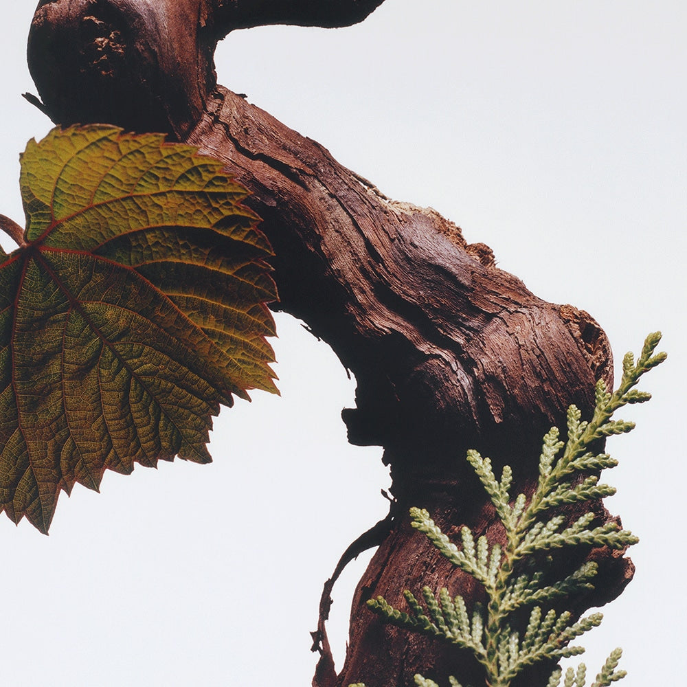 Cypress & Grapevine Cologne Intense