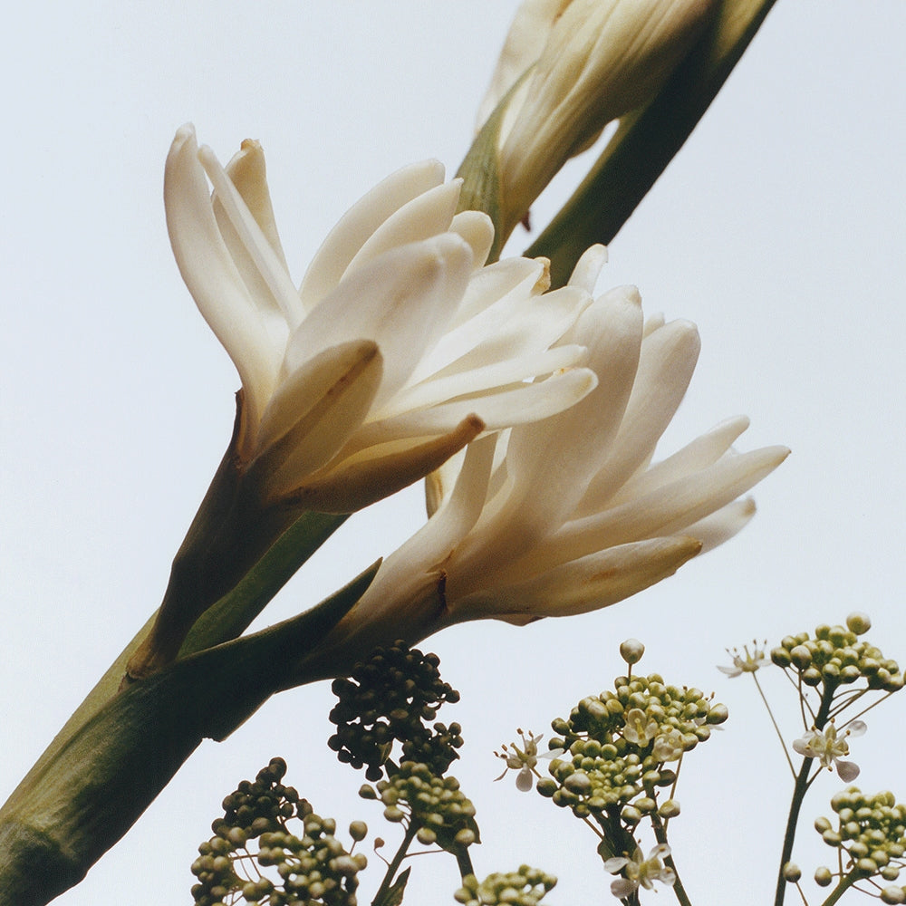 Tuberose Angelica Body Creme